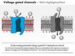 0714 voltage gated channels medical images for powerpoint