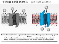 0714 voltage gated channels medical images for powerpoint
