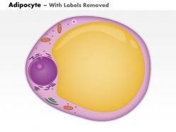 0814 adipocyte medical images for powerpoint