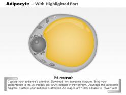0814 adipocyte medical images for powerpoint