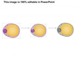 90747783 style medical 3 molecular cell 1 piece powerpoint presentation diagram template slide
