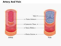 0814 diagram of artery and vein medical images for powerpoint