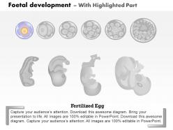 0814 foetal development medical images for powerpoint