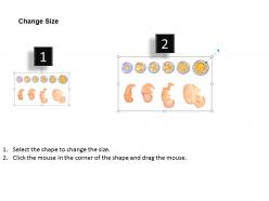 0814 foetal development medical images for powerpoint