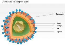 0814 herpes virus medical images for powerpoint