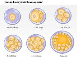 0814 human embryonic development medical images for powerpoint