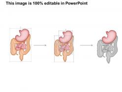 60059486 style medical 1 digestive 1 piece powerpoint presentation diagram template slide