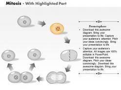 0814 mitosis cell division medical images for powerpoint