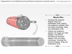 0814 organization of cytoskeletal and my filament elements in smooth muscle medical images for powerpoint