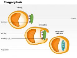 0814 phagocytosis medical images for powerpoint