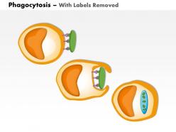 0814 phagocytosis medical images for powerpoint