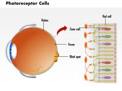 0814 photoreceptor cells in the retina of the eye medical images for powerpoint