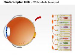 85436256 style medical 3 molecular cell 1 piece powerpoint presentation diagram infographic slide