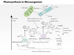 0814 photosynthesis in microorganisms the energy fixing reactions medical images for powerpoint