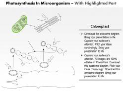 0814 photosynthesis in microorganisms the energy fixing reactions medical images for powerpoint