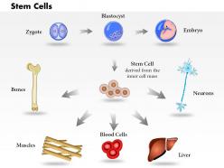 0814 pluripotent embryonic stem cells originate as inner cell mass cells medical images for powerpoint