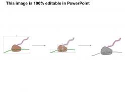 0814 ribosome and translation medical images for powerpoint