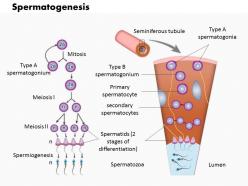 0814 spermatogenesis medical images for powerpoint