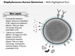 0814 staphylococcus aureus bacterium medical images for powerpoint