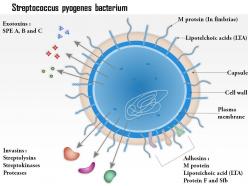 0814 streptococcus pyogenes bacterium medical images for powerpoint