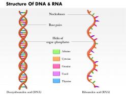 0814 structure dna and rna molecule medical images for powerpoint