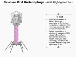 0814 structure of a bacteriophage medical images for powerpoint