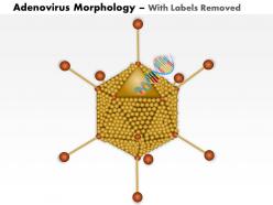 0914 adenovirus morphology medical images for powerpoint