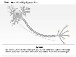 0914 anatomy of a typical human neuron medical images for powerpoint