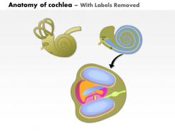 0914 anatomy of cochlea of human ear medical images for powerpoint