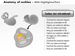 0914 anatomy of cochlea of human ear medical images for powerpoint