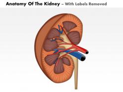 0914 anatomy of the kidney medical images for powerpoint