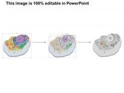 0914 animal cell medical images for powerpoint