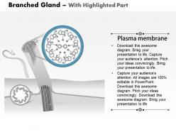 0914 branched gland medical images for powerpoint