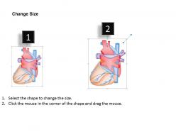 0914 heart posteroinferior medical images for powerpoint