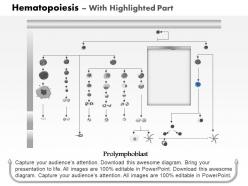 0914 hematopoiesis medical images for powerpoint