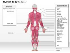 0914 human body general posterior medical images for powerpoint