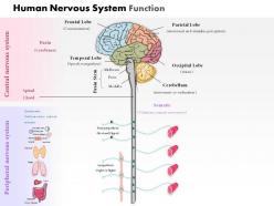 0914 human nervous system function medical images for powerpoint