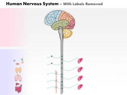 0914 human nervous system function medical images for powerpoint
