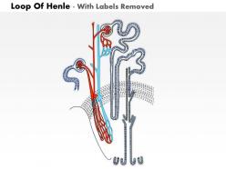 0914 loop of henle medical images for powerpoint