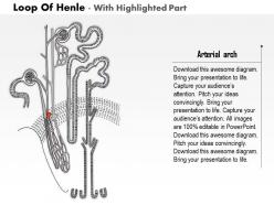 0914 loop of henle medical images for powerpoint