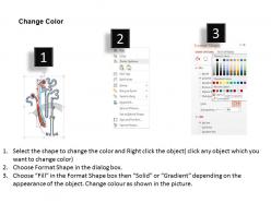 7498360 style medical 3 histology 1 piece powerpoint presentation diagram infographic slide