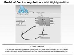 0914 model of ca2 ion regulation by the sarcoplasmic reticulum in muscle medical images for powerpoint