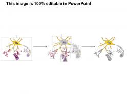 0914 neuroglial cells astrocyte medical images for powerpoint