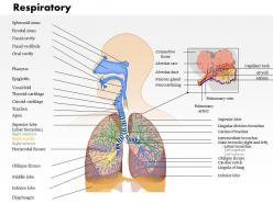 0914 respiratory system medical images for powerpoint