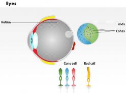 0914 schematic structure of the retina rod cells and cone cells medical images for powerpoint