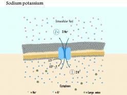 0914 sodium potassium pump and ionic basis of the resting membrane potential medical images for powerpoint