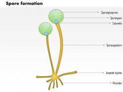 0914 spore formation medical images for powerpoint