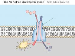 0914 the na k atpase an electrogenic pump medical images for powerpoint