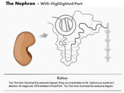 0914 the nephron medical images for powerpoint