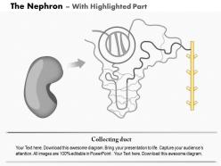 0914 the nephron medical images for powerpoint
